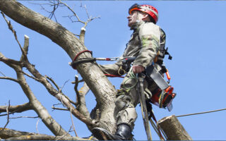Tree Pruning and Removal