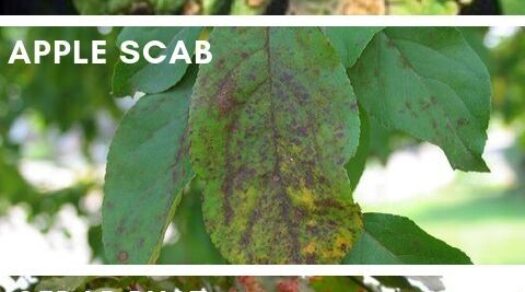 3 Common Tree Diseases that will cause leaves to "Fall" early this year: