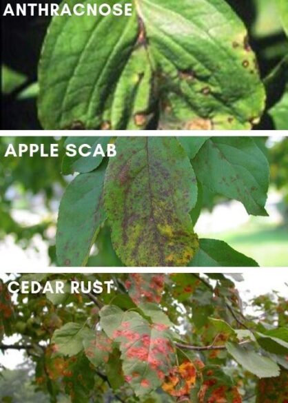 3 Common Tree Diseases that will cause leaves to "Fall" early this year: