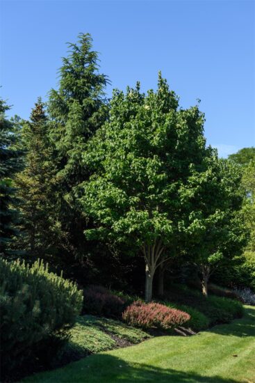  Planting and Turf Installation